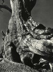 Lot #2193: EDWARD WESTON - Tree Trunk - Original vintage photogravure
