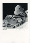 Lot #2253: LENNART NILSSON - A Month-Old Human Embryo - Vintage photogravure