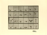 Lot #1568: EADWEARD MUYBRIDGE [d'après] - Bird in Flight - Original photogravure