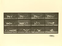 Lot #1665: EADWEARD MUYBRIDGE [d'apr&#232;s] - Dogs Fighting - Original photogravure