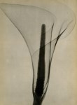 Lot #755: DAIN L. TASKER - X-ray of a Lily - Original vintage photoengraving