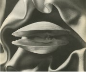 Lot #1356: RUTH BERNHARD - Shell in Silk - Original vintage photoengraving