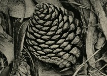 Lot #1986: ANSEL ADAMS - Pine Cone and Eucalyptus Leaves, San Francisco, California - Original vintage photogravure