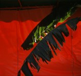 Lot #2438: PABLO AGUINACO LLANO - Palma Roja - Color analogue photograph