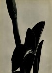 Lot #1696: IMOGEN CUNNINGHAM - Amaryllis - Original vintage photogravure