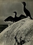 Lot #168: ELIOT PORTER - Double Crested Cormorants, Colt's Head Island, Maine - Original vintage photogravure