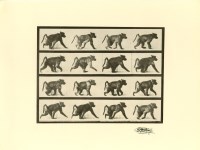 Lot #1553: EADWEARD MUYBRIDGE [d'apr&#232;s] - Baboon Walking - Original photogravure