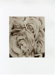 Lot #205: TINA MODOTTI - Roses, Mexico - Original photogravure