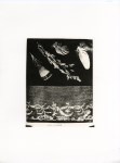 Lot #2093: WILLIAM HENRY FOX TALBOT - Feathers - Original photogravure
