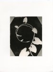Lot #1943: WILLIAM HENRY FOX TALBOT - Convolvulus Leaf - Original photogravure