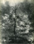 Lot #2278: JOSEF BREITENBACH - Illuminated Tree - Original vintage photogravure