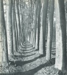 Lot #1695: WILLY RONIS - Allee d'arbres - Original vintage photogravure