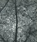 Lot #2599: WILLY RONIS - Nids de chenilles au soleil - Original vintage photogravure