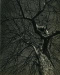 Lot #3259: IRA W. MARTIN - Winter Tree - Original vintage photogravure