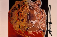 Lot #566: ANDY WARHOL - Siberian Tiger - Original color analogue photograph