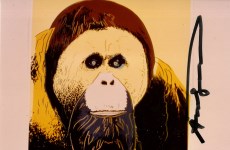 Lot #446: ANDY WARHOL - Orangutan - Original color analogue photograph