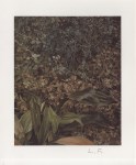 Lot #685: LUCIAN FREUD - Two Plants - Color offset lithograph