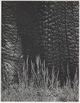 Lot #1825: ANSEL ADAMS - Burnt Stump and New Grass, Sierra Nevada, California - Original photogravure