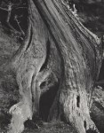 Lot #614: EDWARD WESTON - Cypress, Point Lobos - Original photogravure