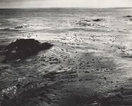 Lot #1342: EDWARD WESTON - Sea and Kelp - Original photogravure