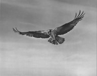 Lot #2066: ELIOT PORTER - Sea Hawk, Big Sur - Original vintage photogravure