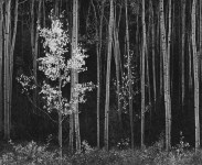 Lot #1543: ANSEL ADAMS - Aspens #2, Northern New Mexico - Original photogravure