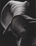 Lot #851: HORST P. HORST - Calla Aethiopica - Original photogravure