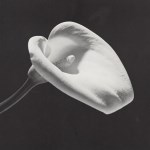 Lot #853: ROBERT MAPPLETHORPE - Calla Lily, 1984 (#2) - Original vintage photogravure