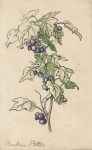 Lot #2657: BEATRIX POTTER - Study of a Berry Stem - Original watercolor with pen and ink