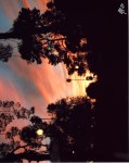 Lot #2490: SHARI BRUNTON - Sunset in the Park, Arizona - Color digital photograph