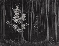 Lot #792: ANSEL ADAMS - Aspens #2, Northern New Mexico - Original photogravure