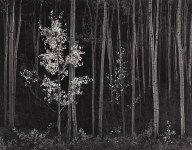 Lot #796: ANSEL ADAMS - Aspens #2, Northern New Mexico - Original photogravure