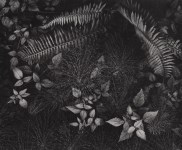 Lot #1100: ANSEL ADAMS - Leaves & Ferns, Mills College, Oakland, California - Original photogravure