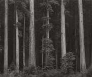 Lot #1309: ANSEL ADAMS - Redwoods, Bull Creek Flat, Northern California - Original photogravure
