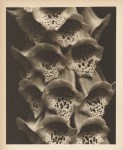 Lot #989: EDWARD STEICHEN - Foxgloves - Original warm-toned vintage photogravure
