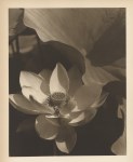Lot #1840: EDWARD STEICHEN - Lotus - Original warm-toned photogravure
