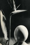Lot #1953: MAN RAY - Oiseau de Fleur de Paradis - Original vintage photogravure