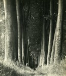 Lot #316: MAN RAY - La for&#234;t - Original vintage photogravure