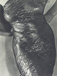 Lot #13: MAN RAY - Anatomy - Original vintage photogravure